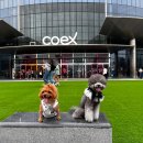 토담스펫 | [블챌] 2022 케이펫페어 코엑스 방문기