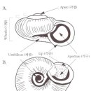 경복원 | 환경고고학: 고환경 복원-비해산 연체동물-