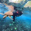 크리스탈(144) | 프라이빗 투어, 만타가오리, 만타포인트 크리스탈베이 가맛베이, 사누르 맛집 마트 쇼핑 마사지 추천...