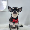 왕왕애견샵 이미지