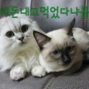 바다향그대로 네이버블로그