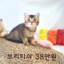 ★ 이쁜고양이 브리티쉬, 분양중!! ★ 이미지