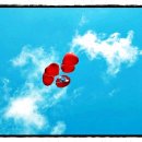 사계절 흑염소 농장 이미지