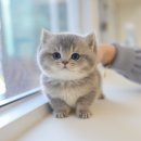 부산고양이분양 미유펫 이미지