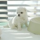 울산 강아지분양 미유펫 이미지