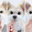 종로애견미용 이미지