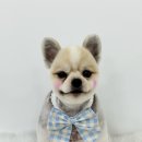 몽몽하개 이미지