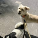 롯데동물병원 이미지