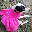 HI, MY DOG 이미지