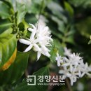 커피그루 이미지