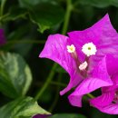 거제식물원 이미지