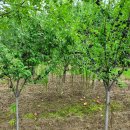 흥해시장 이미지