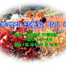 제7회 블루베리 단풍잎 따기 축제 이미지