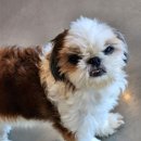 오늘도귀엽개 이미지