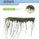 노점(수산물)