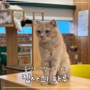 집사의 하루 대구점 | 대구 고양이 카페 :: 방문만 해도 기부가 되는 ‘집사의 하루 동성로점’