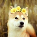 하늘산책펜션 이미지