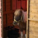 헤이뭉치 | [광주/서구]☕️ 매월동 운동장이 있는 반려견동반 대형카페 헤이블루 솔직후기 | 조랑말이 있는 이색카페