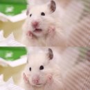 인성
