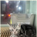 애견용품 창고형 할인매장 이미지