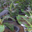 몽키바나나 이미지