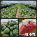 대수농장 | 청주 오송 추천 수박 농장 파머심슨 국대수박