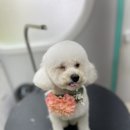 황제살롱 이미지