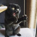 나만 없어 고양이 이미지