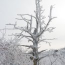 설천면117 Daum카페