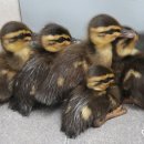 광주광역시 야생동물구조관리센터 이미지