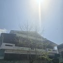 개인주택 마당 키큰 나무 큰가지 제거 업체 비용