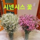 코랄 이미지