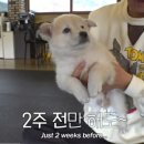 꽃님이 이미지