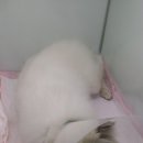 문정탑동물병원 이미지