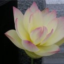 연꽃나리