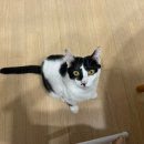 부산 리브동물의료센터 | [재능기부] 부산 사직동물의료센터 고양이 중성화수술 후기