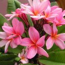 플루메리아 이미지
