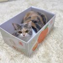 우리고양이 이미지