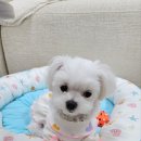 몽몽바블펫# 이미지