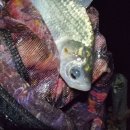 봉암낚시터 이미지