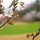 벚꽃 엔딩 - 버스커 버스커 이미지