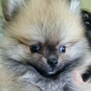 개소리펫샵 이미지