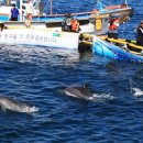 돌고래농장 이미지