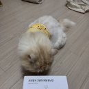 헤이뭉치 | #냥품리뷰 헤이홈 꼬리잡기 고양이 자동 장난감 사봤음🐱✨