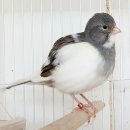 파이프팬시 카나리아(Fife Fancy Canary) 이미지