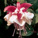 후쿠시아-Fuchsia 이미지
