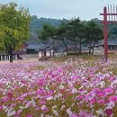 "5천만송이 국화꽃과 억소리나는 가을꽃 대향연" 국내 유일한 대규모 가을꽃 구경 여행지 이미지