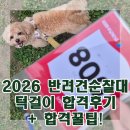 2026 반려견 순찰대 합격! 지원 후기 및 꿀팁포함!
