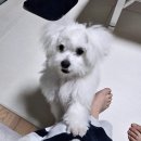 건강세상 | [공지] 건강이세상ogq마켓이모티콘출시 후기