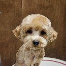 멜팅그루밍 이미지